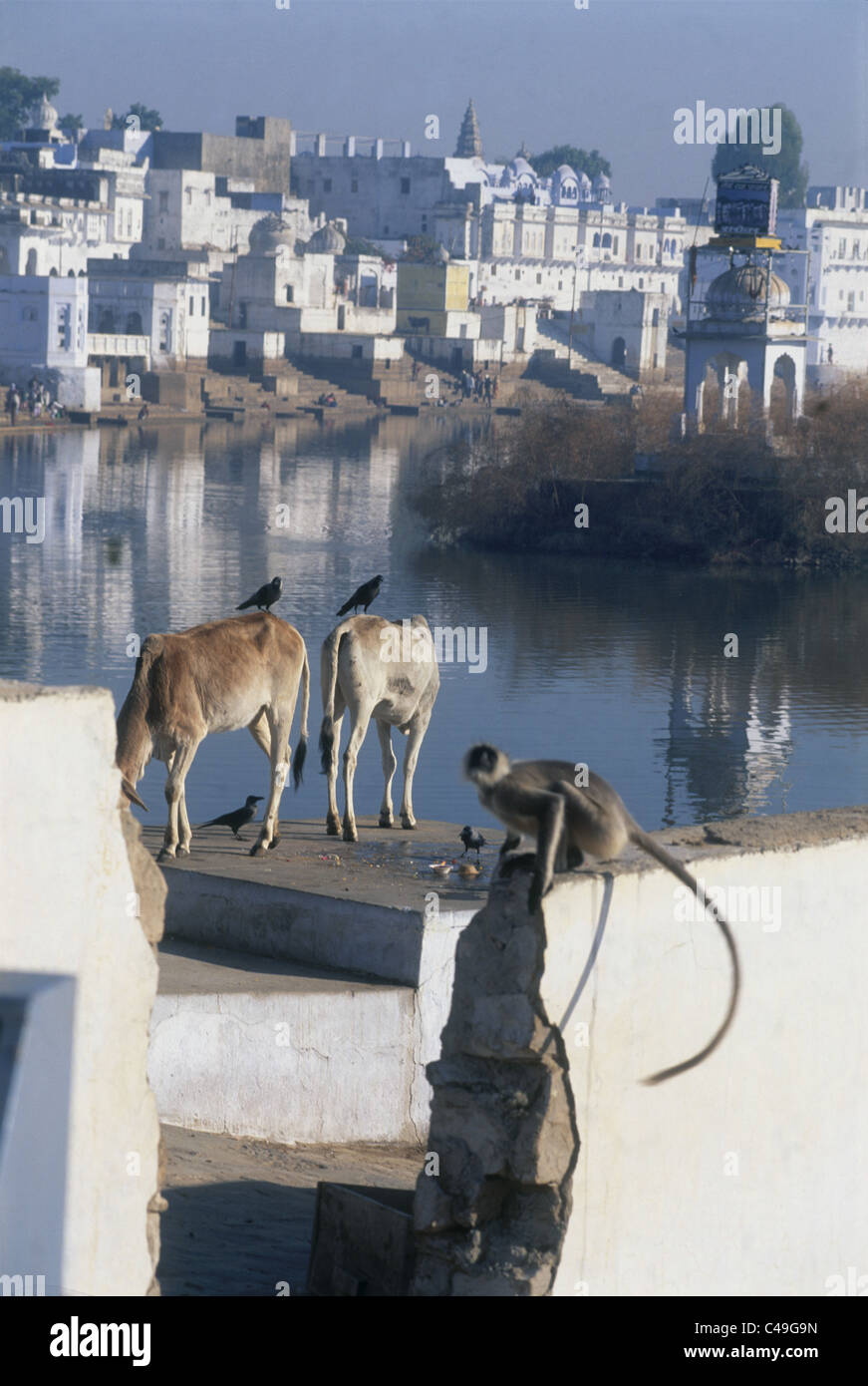 Photographie de deux vaches à Pushkar Inde Banque D'Images