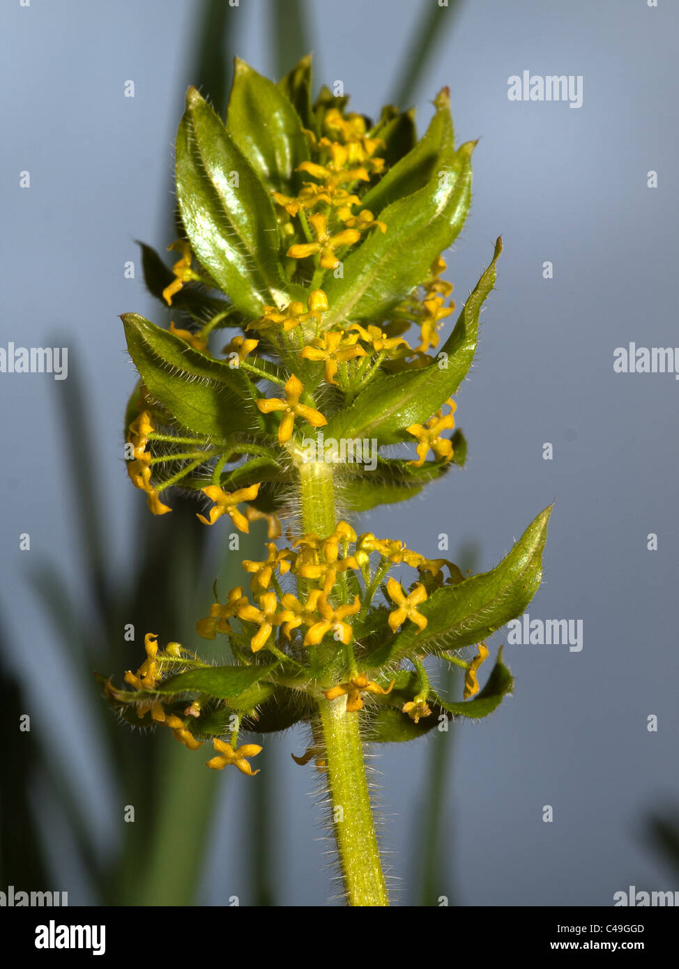 Cruciata laevipes crosswort, vertical, portrait de fleurs. Banque D'Images
