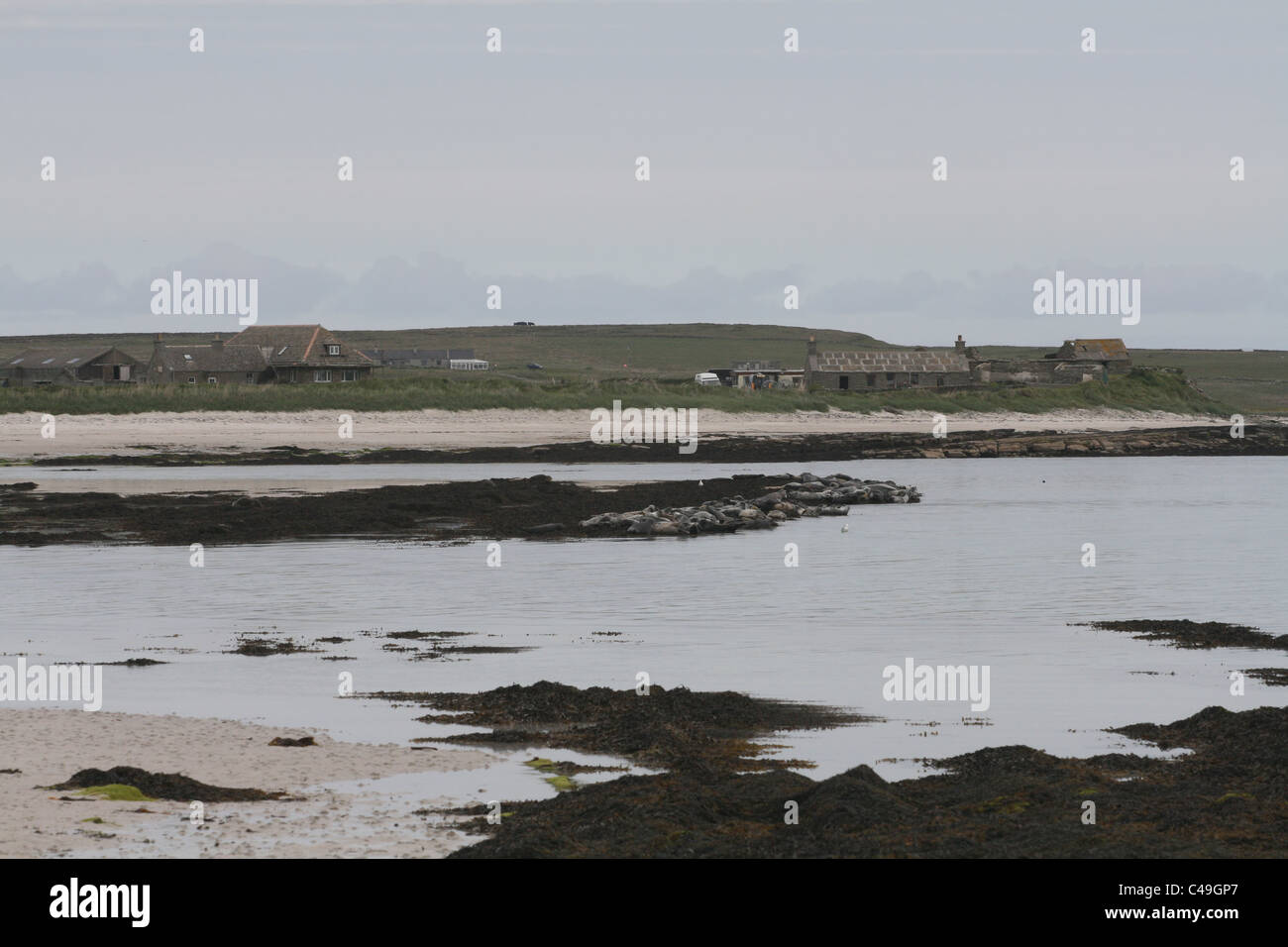 Colonie de phoques Papa Mai 2011 Ecosse Orcades Westray Banque D'Images