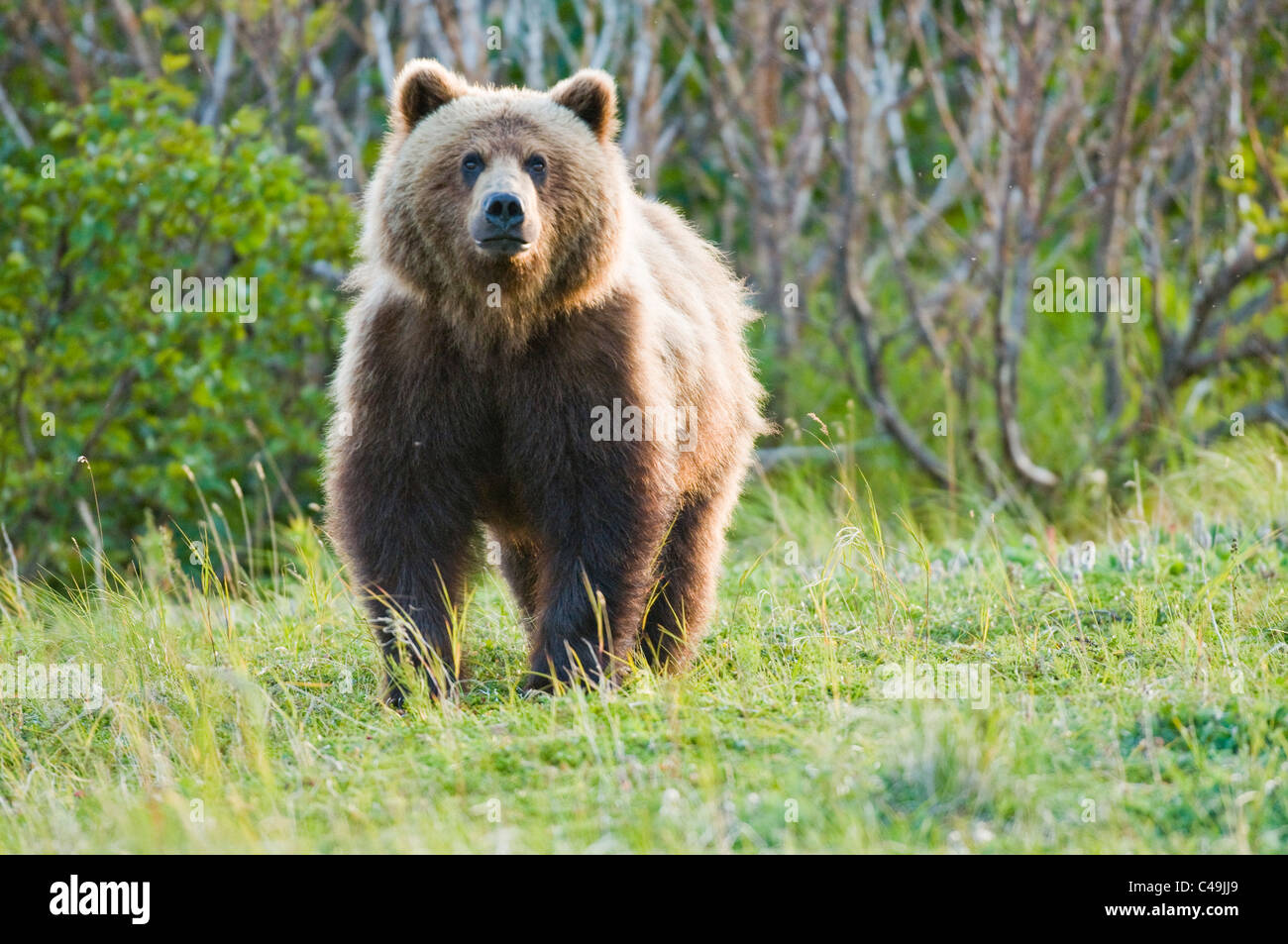 Ours brun dans Becharof National Wildlife Refuge en Alaska Banque D'Images