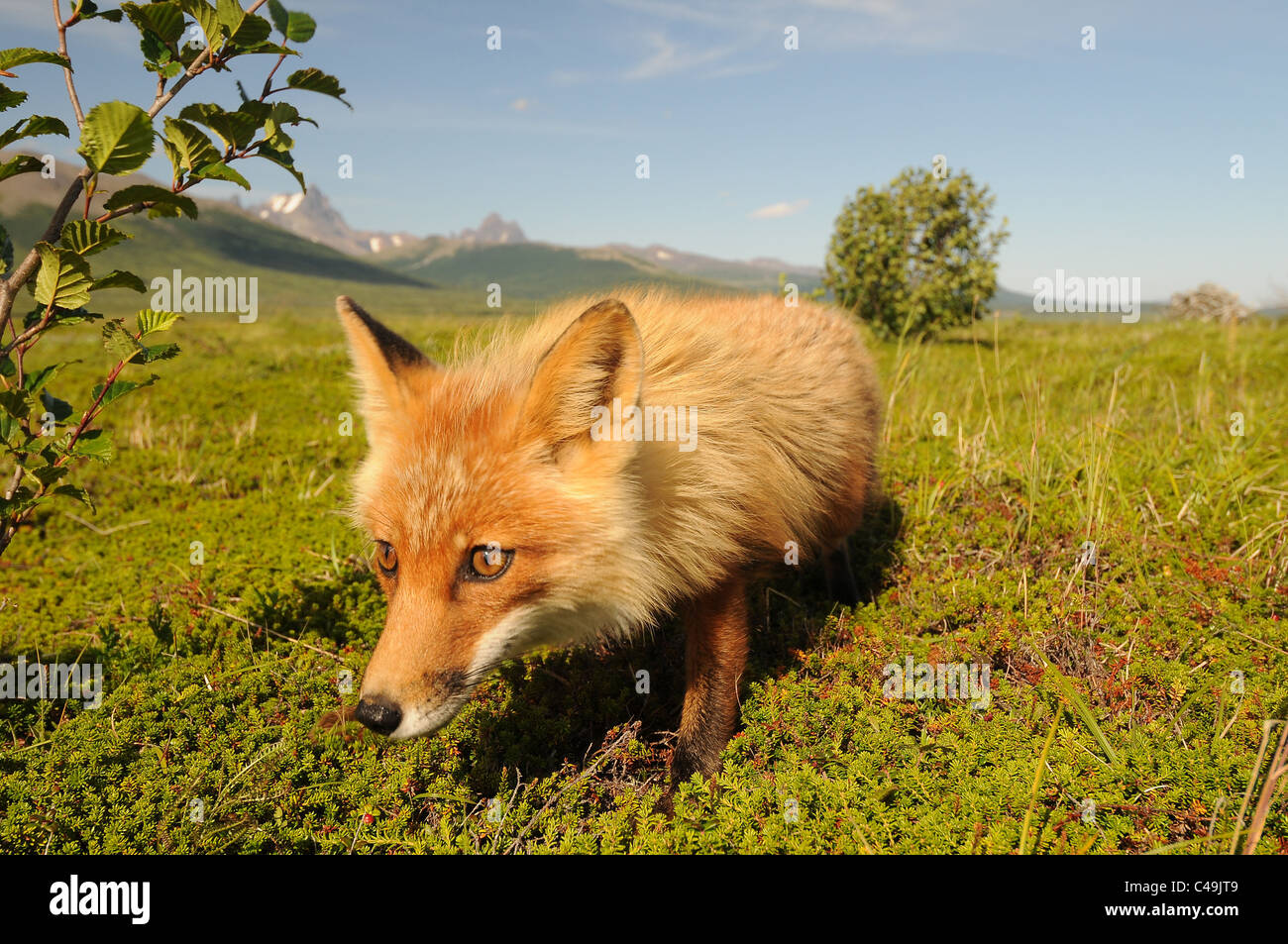 Kit red fox (Vulpes vulpes) à Becharof National Wildlife Refuge en Alaska Banque D'Images