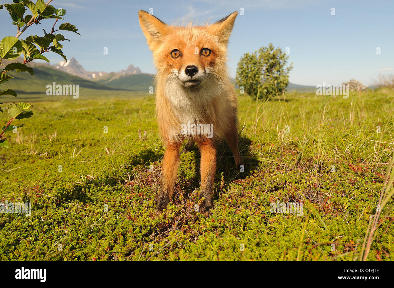 Le renard roux (Vulpes vulpes) pup à Becharof National Wildlife Refuge en Alaska Banque D'Images