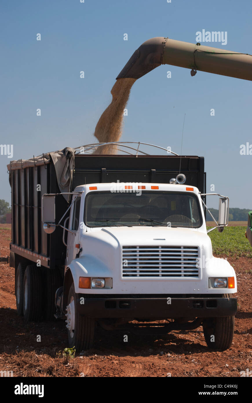 La récolte doit être collectée pour le transport et être vendue comme aliments pour animaux ou ingrédients de cuisson Banque D'Images