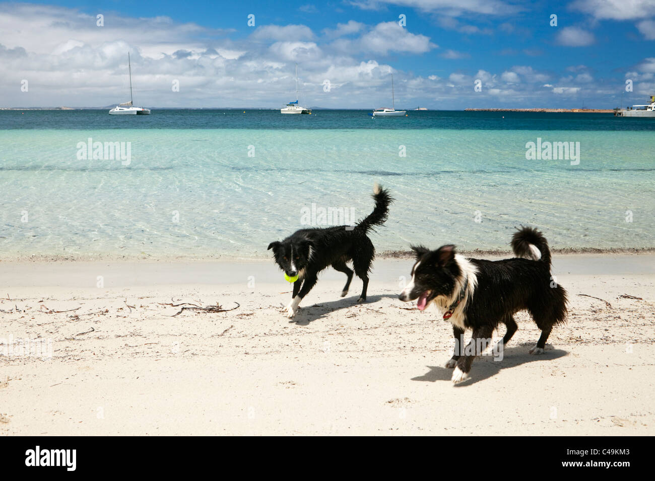 Les chiens jouant sur la plage. Esperance Bay, Esperance, Western Australia, Australia Banque D'Images