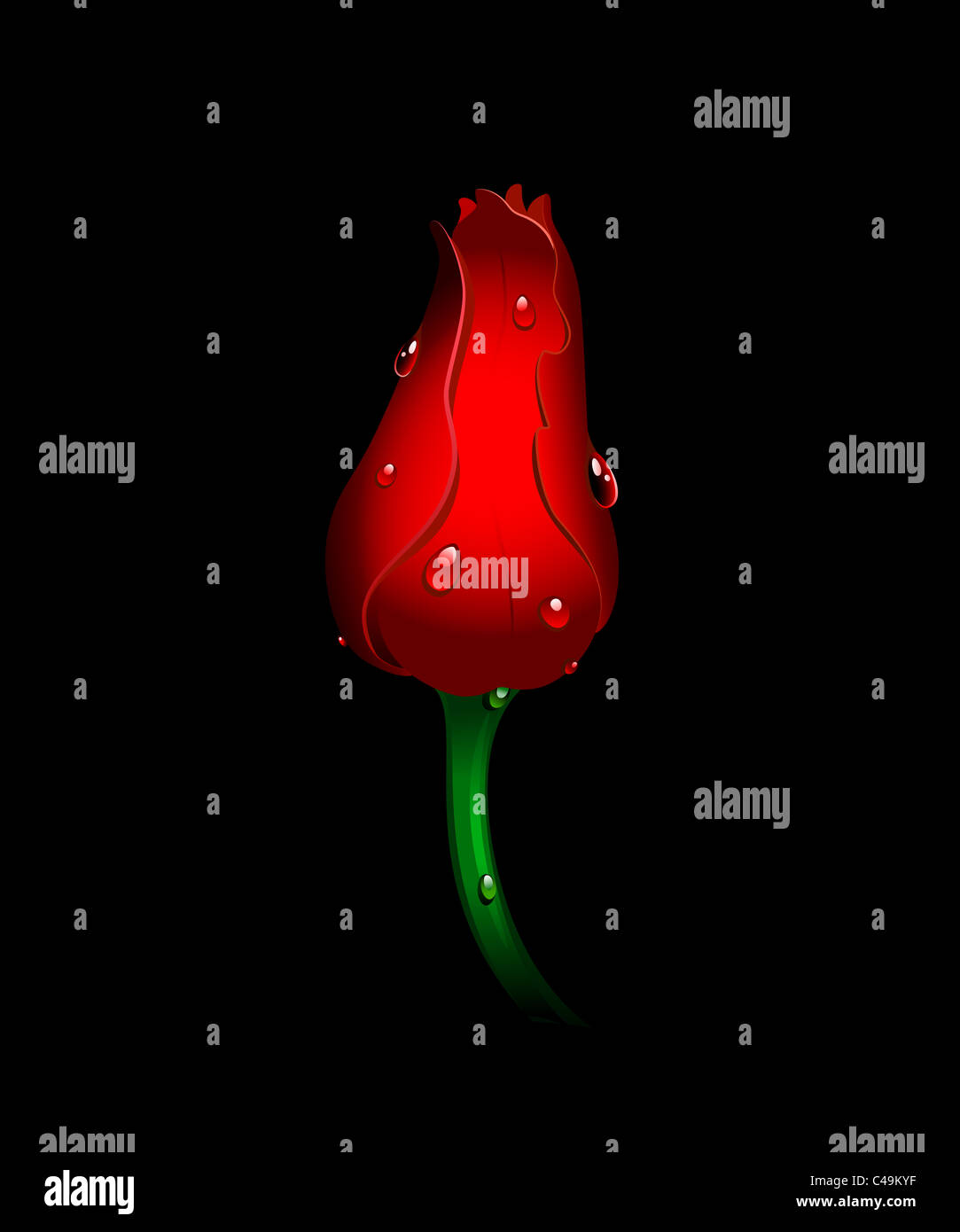 Belle tulipe rouge sur noir Banque D'Images