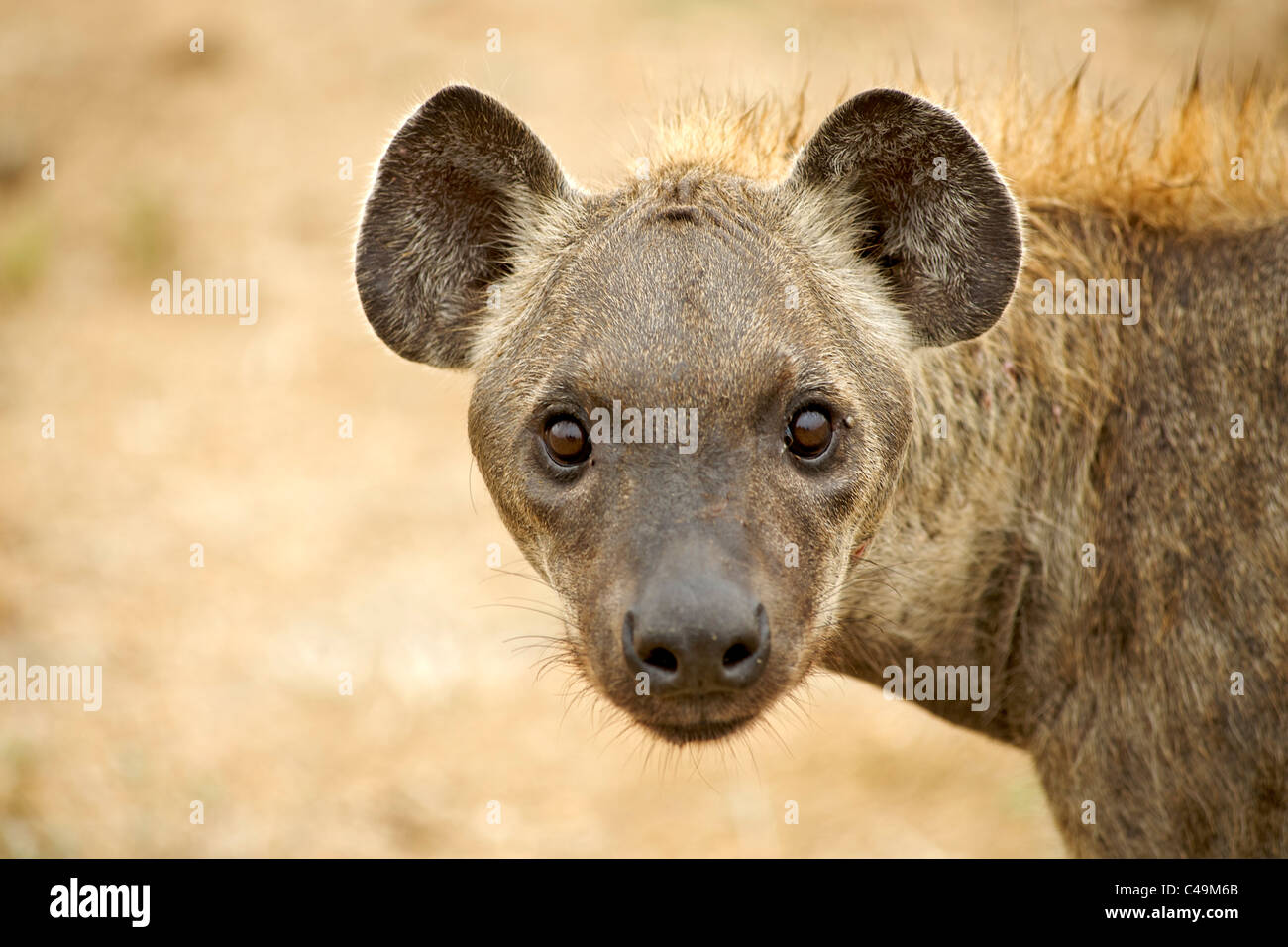 L'Hyène tachetée (Crocuta crocuta) aussi connu sous le nom de Laughing hyène dans la région du Parc National Kruger d'Afrique du Sud. Banque D'Images