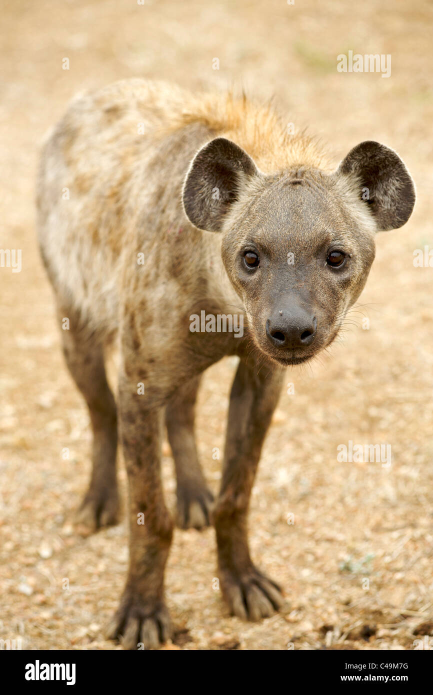 L'Hyène tachetée (Crocuta crocuta) aussi connu sous le nom de Laughing hyène dans la région du Parc National Kruger d'Afrique du Sud. Banque D'Images