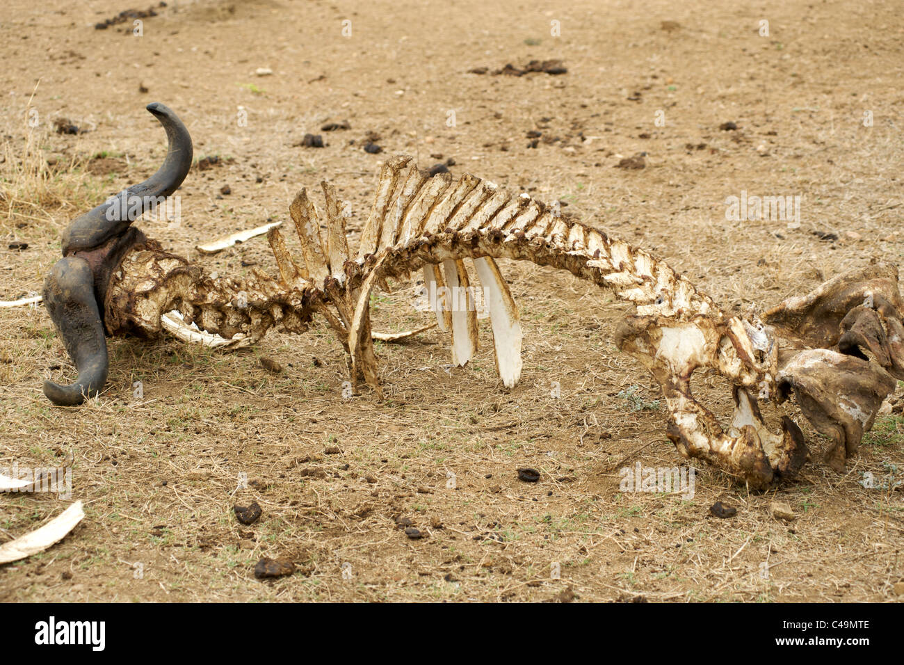 Dans les carcasses de bisons du parc Kruger d'Afrique du Sud. Banque D'Images
