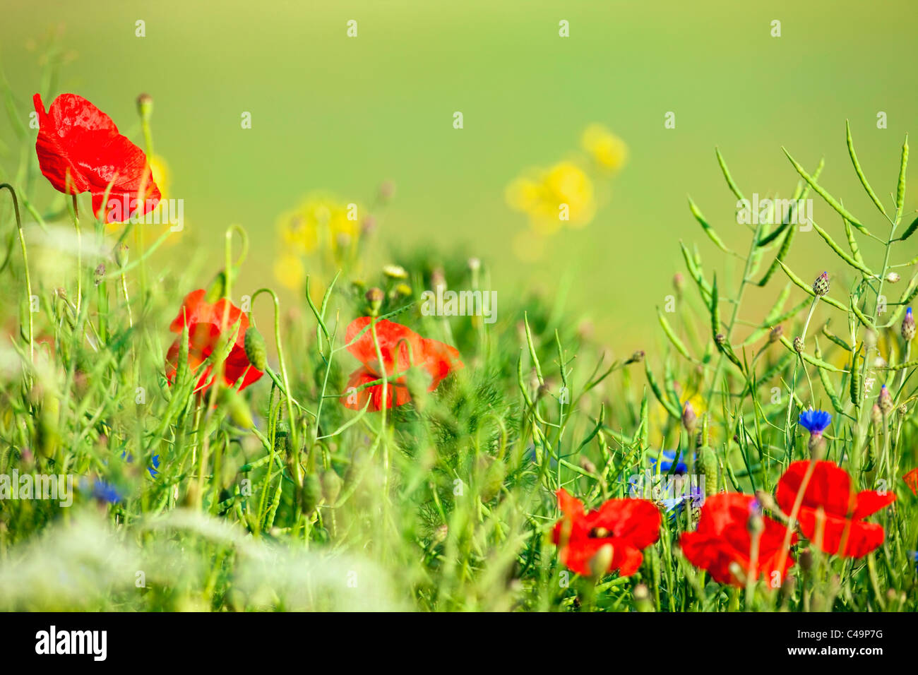 Fleurs sauvages - rouge coquelicots dans un champ vert printemps Banque D'Images