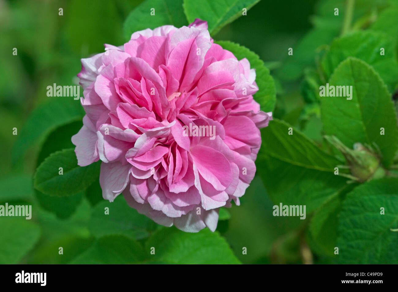 Damask Rose (Rosa x damascena), fleur. Banque D'Images