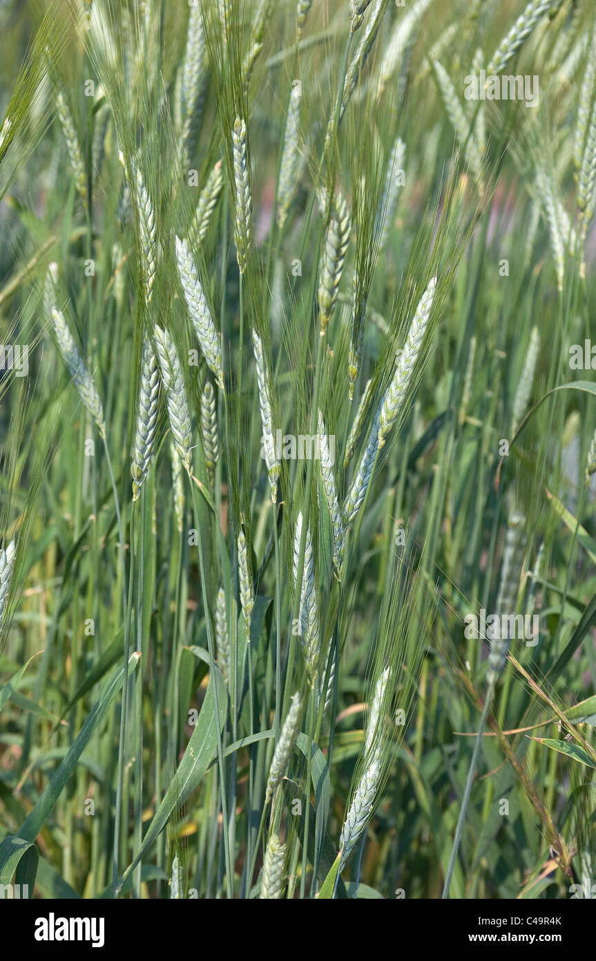 Le blé amidonnier, Farro (Triticum monococcum), les oreilles ne sont pas mûrs sur un champ. Banque D'Images