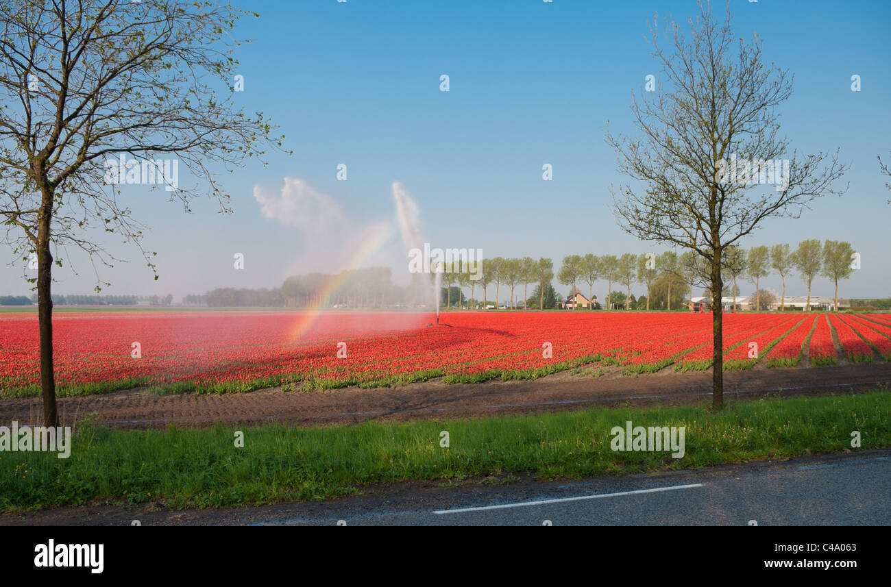Domaine de tulipes rouges étant irriguées par un réseau sprinkleur Banque D'Images