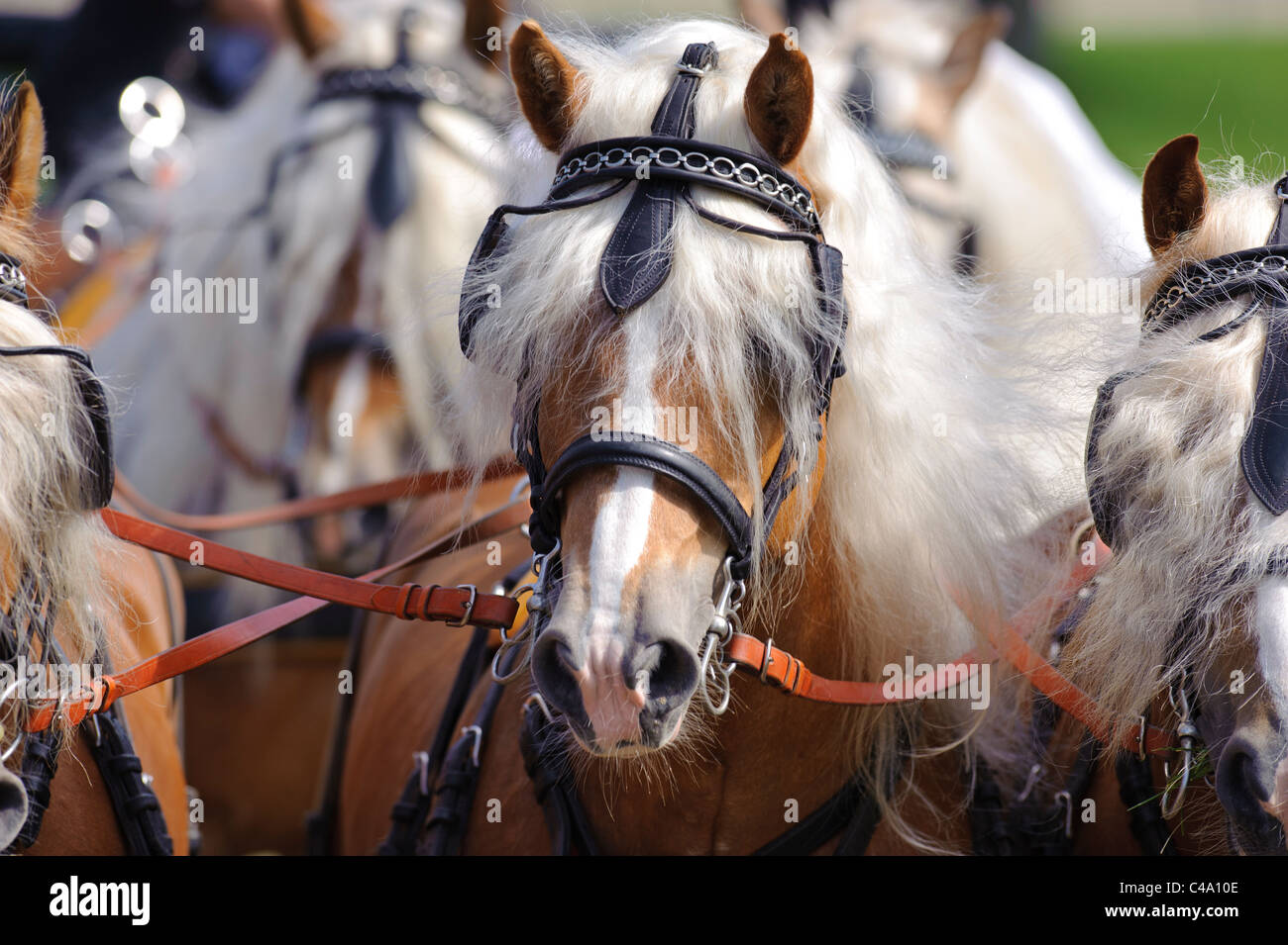 Portrait de race Haflinger avec crinière longue Banque D'Images