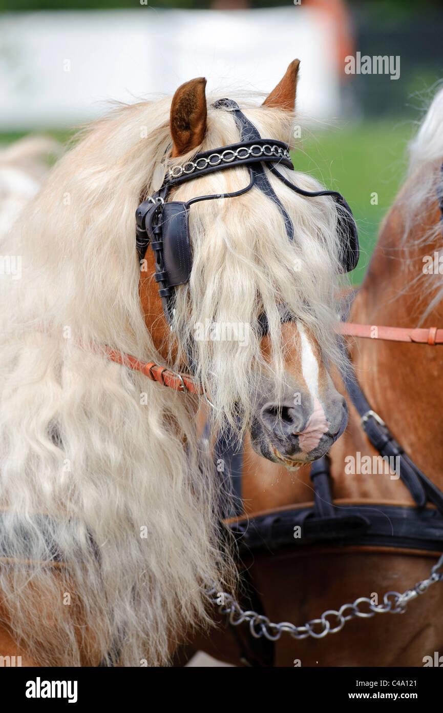 Portrait de race Haflinger avec crinière longue Banque D'Images