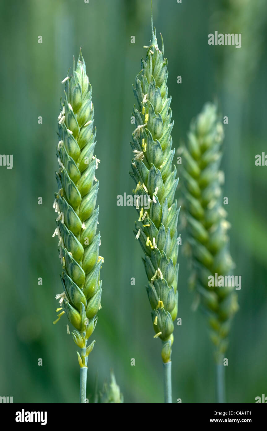 Le blé tendre, le blé tendre (Triticum aestivum). La floraison des oreilles. Banque D'Images
