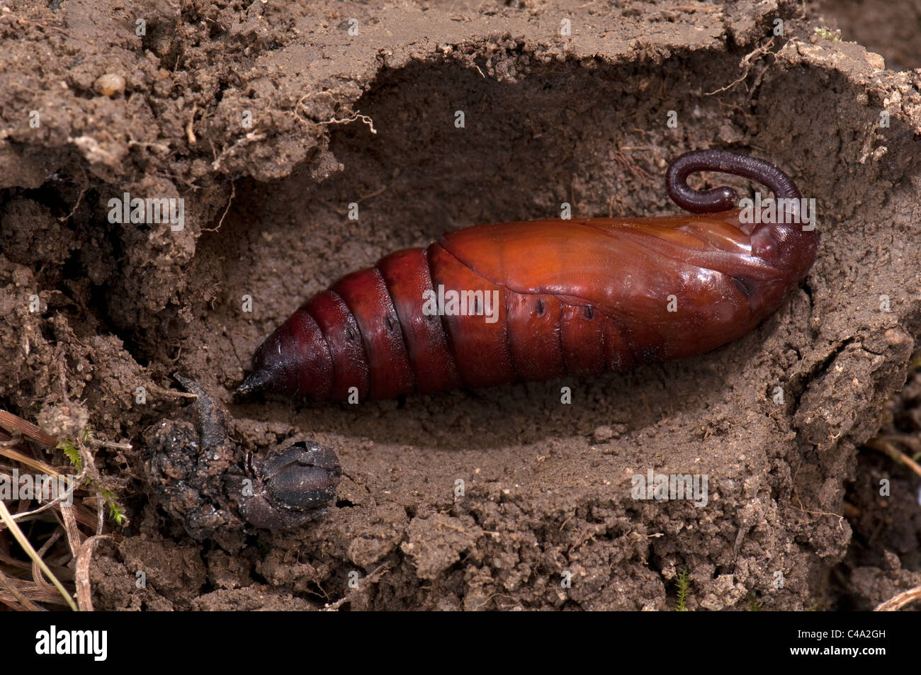 Convolvulus (Agrius convolvuli Sphynx). La fin de croissance forme un Caterpillar dans le sol de la chambre Banque D'Images