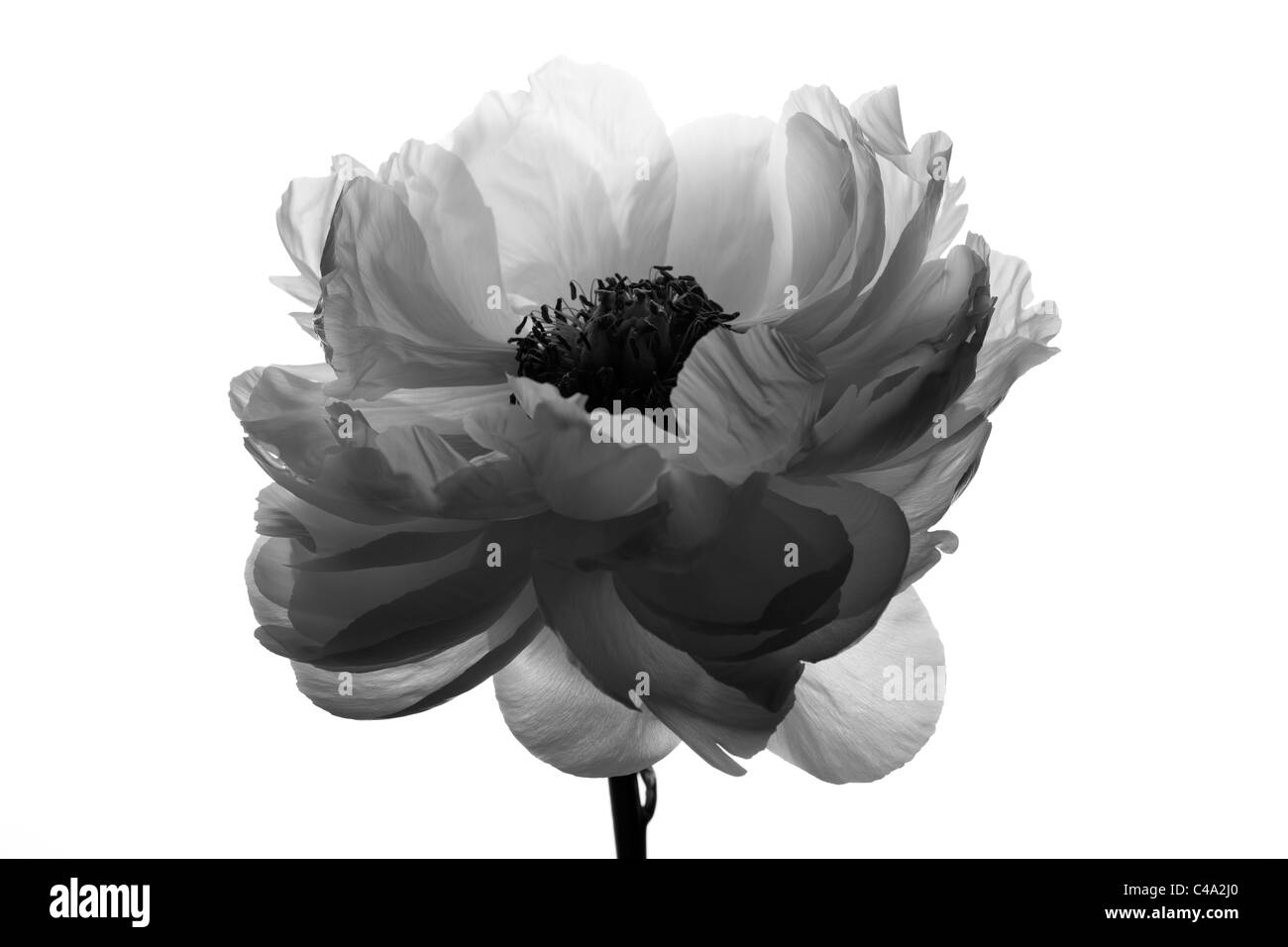 Noir et blanc contre la pivoine fond blanc Banque D'Images