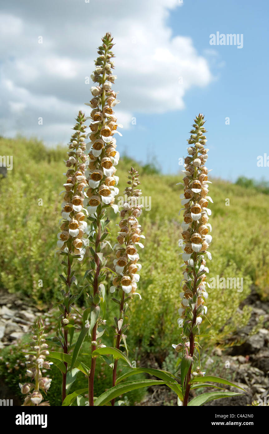 La digitale laineuse (Digitalis lanata), plante à fleurs. Banque D'Images