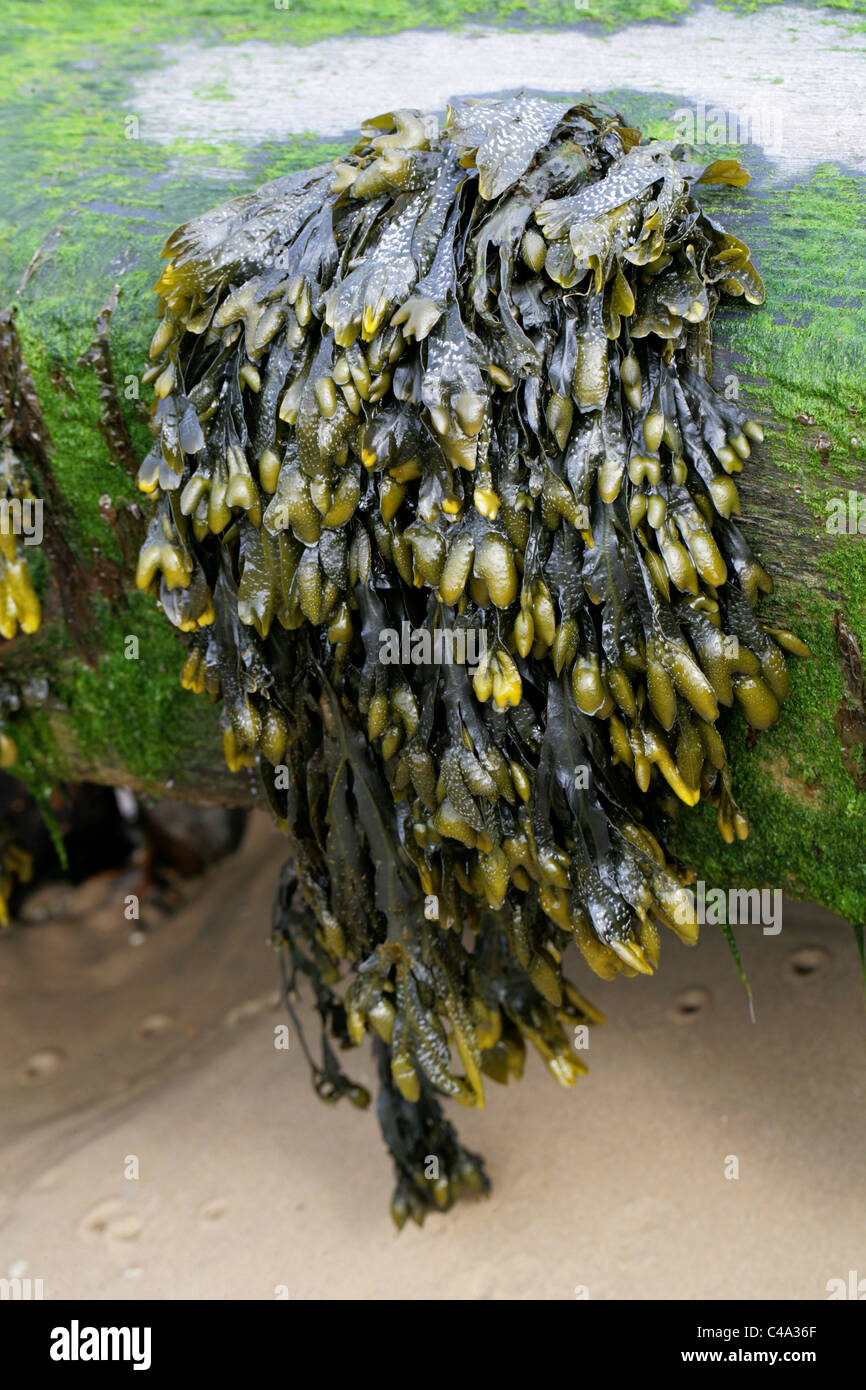 Fucus vésiculeux ou Bladderrack, Fucus vesiculosus, Fucaceae, Phéophycées, Heterokontophyta, Chromalveolata. Un type d'algues. Banque D'Images