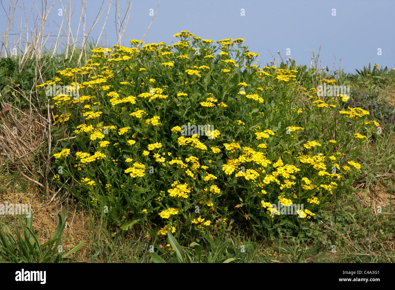 Séneçon jacobée Senecio squalidus, Oxford, de la famille des Astéracées. De plus en plus sur une falaise, Norfolk Coast, avril. Banque D'Images