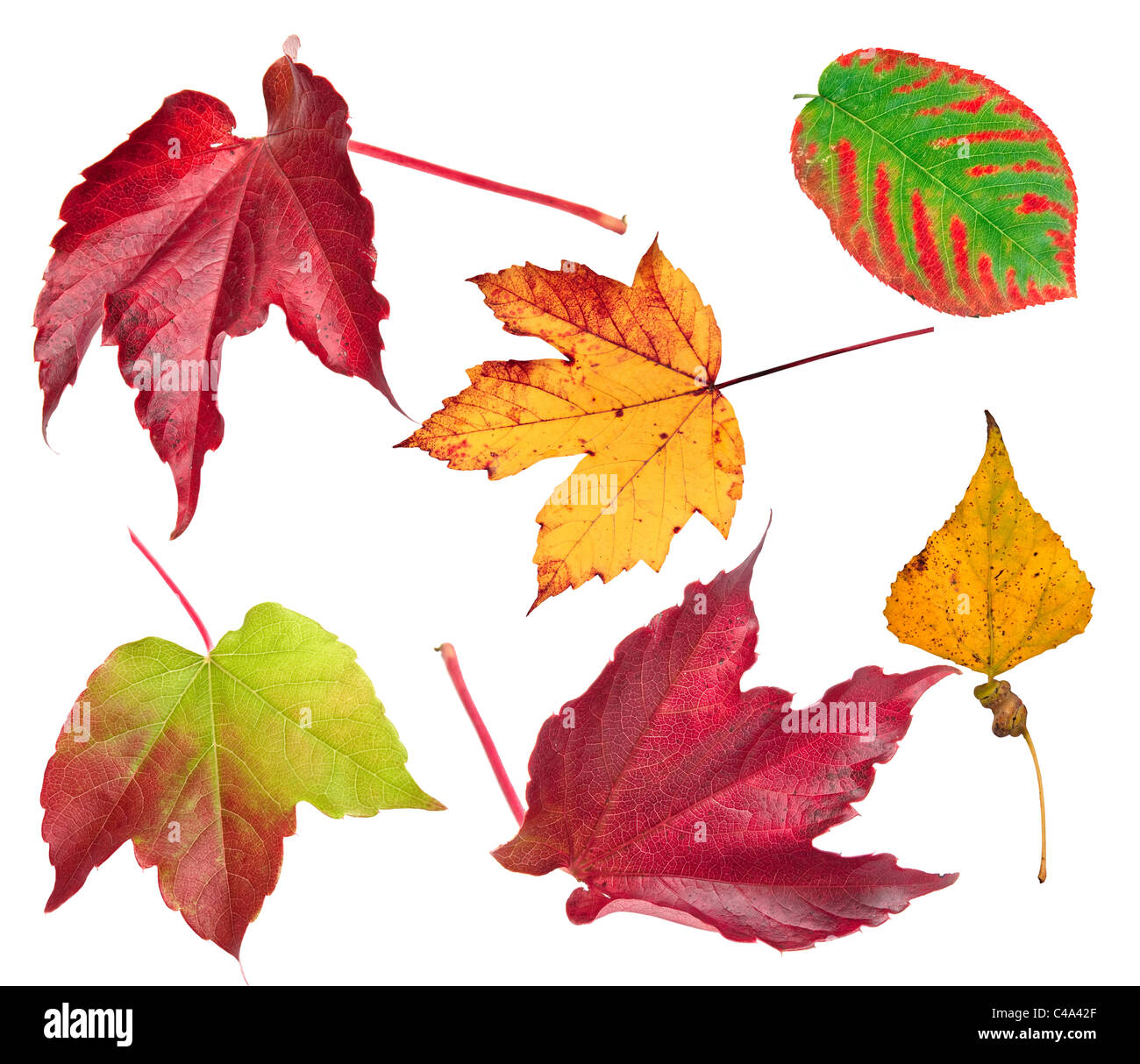 Les feuilles d'automne isolé sur fond blanc. Banque D'Images