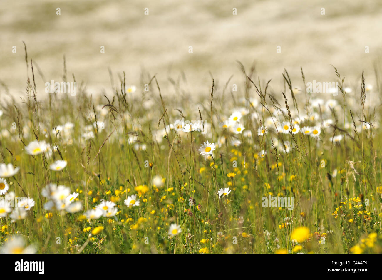 Un Woodland Trust wild flower meadow de la grande marguerite, Leucanthemum vulgare, dans la forêt du Bois de coeur, Hertfordshire. UK. Banque D'Images