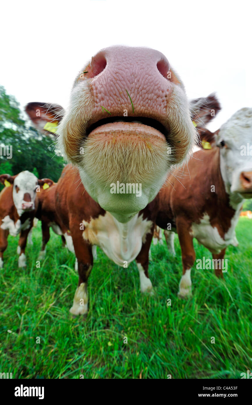 Close up et d'un grand angle vache curieux Banque D'Images