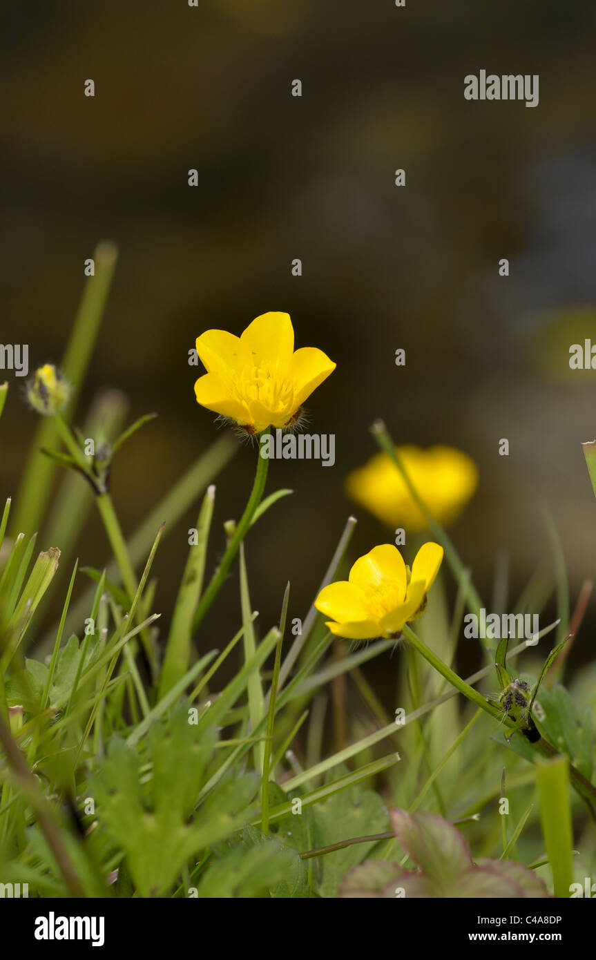 La renoncule rampante Banque D'Images