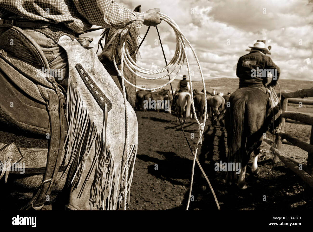 Sur le cheval de cow-boy avec corde, Sombrero Ranch, Colorado Banque D'Images