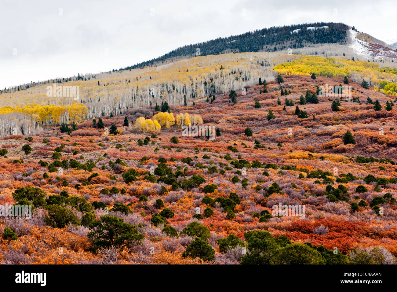 Couleurs d'automne au Montagnes La Sal près de Moab Utah USA Banque D'Images