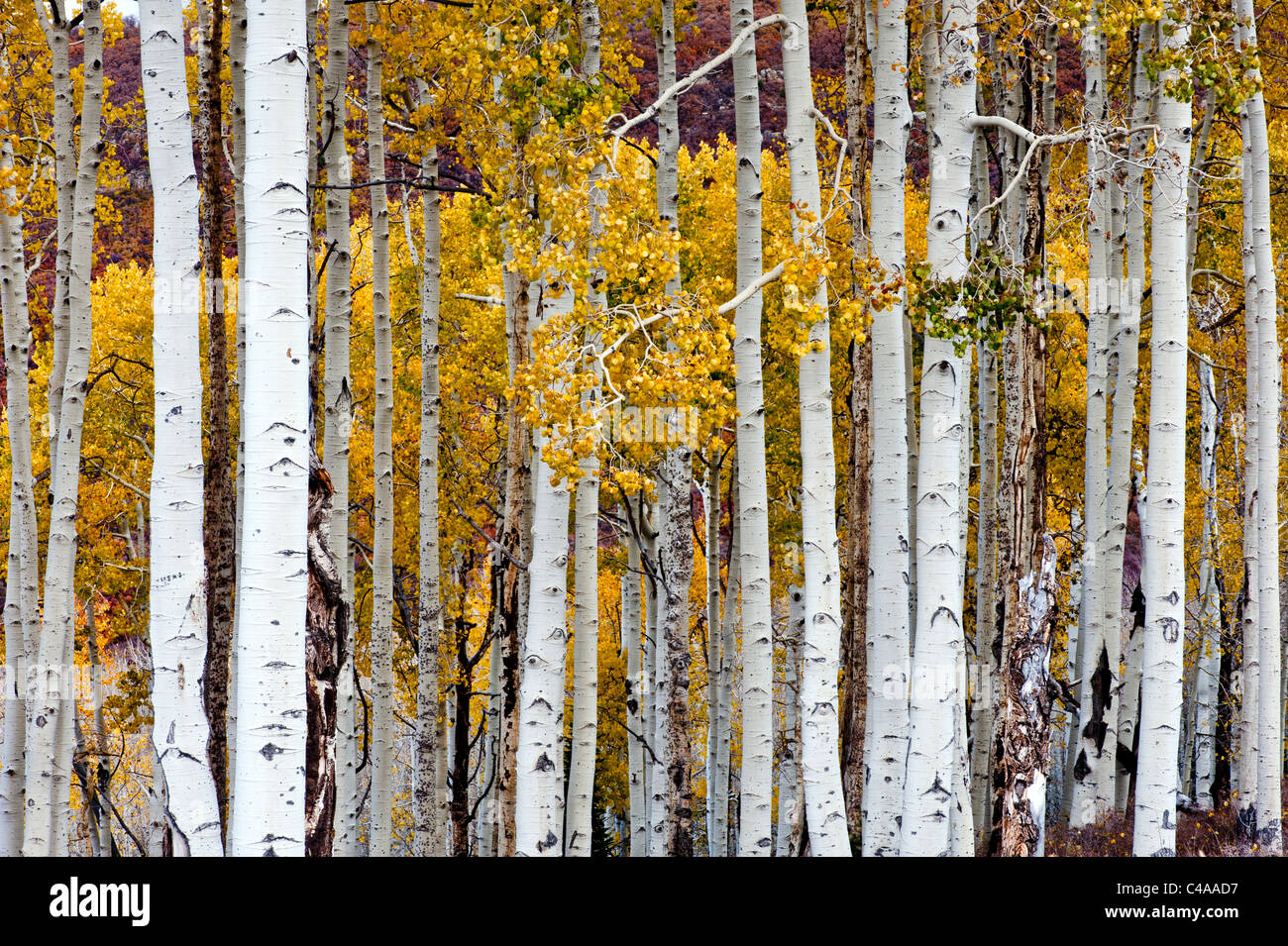 Bosquet de trembles, à la fin de l'automne ou à l'automne sur les Montagnes La Sal près de Moab Utah USA Banque D'Images