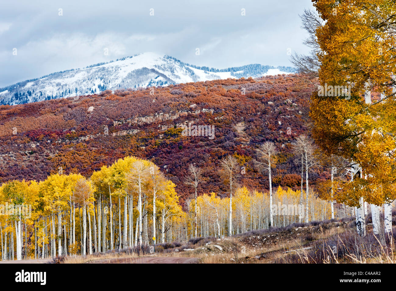 Couleurs d'automne au Montagnes La Sal près de Moab Utah USA Banque D'Images