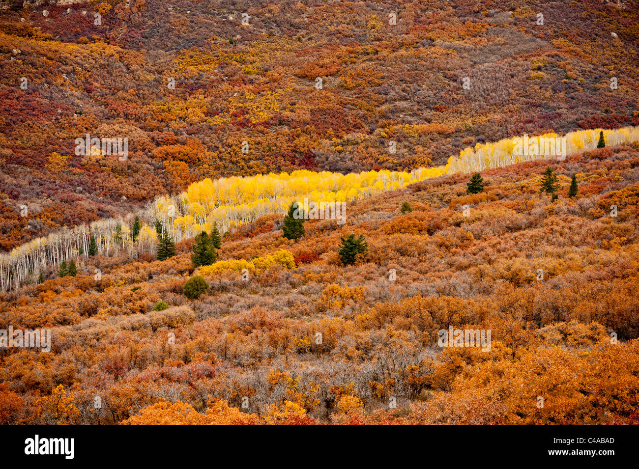 Couleurs d'automne au Montagnes La Sal près de Moab Utah USA Banque D'Images