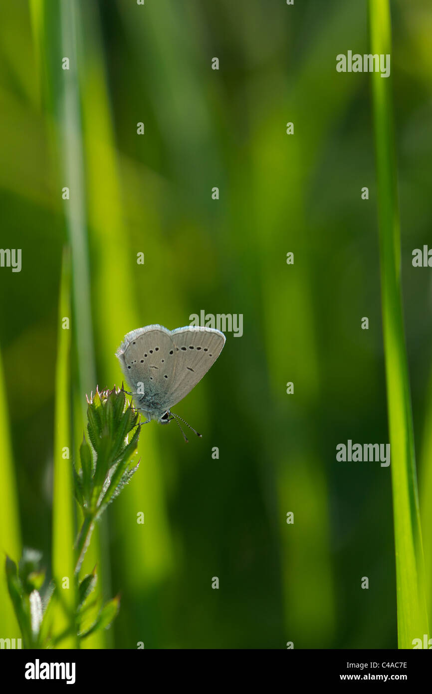 Petit papillon bleu soleil tôt le matin Banque D'Images