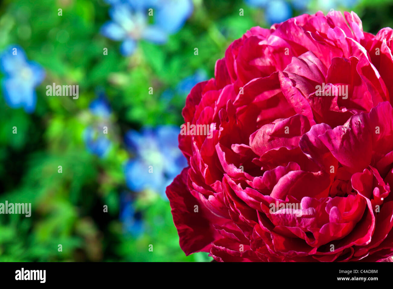 La pivoine - plein sur la couleur Banque D'Images