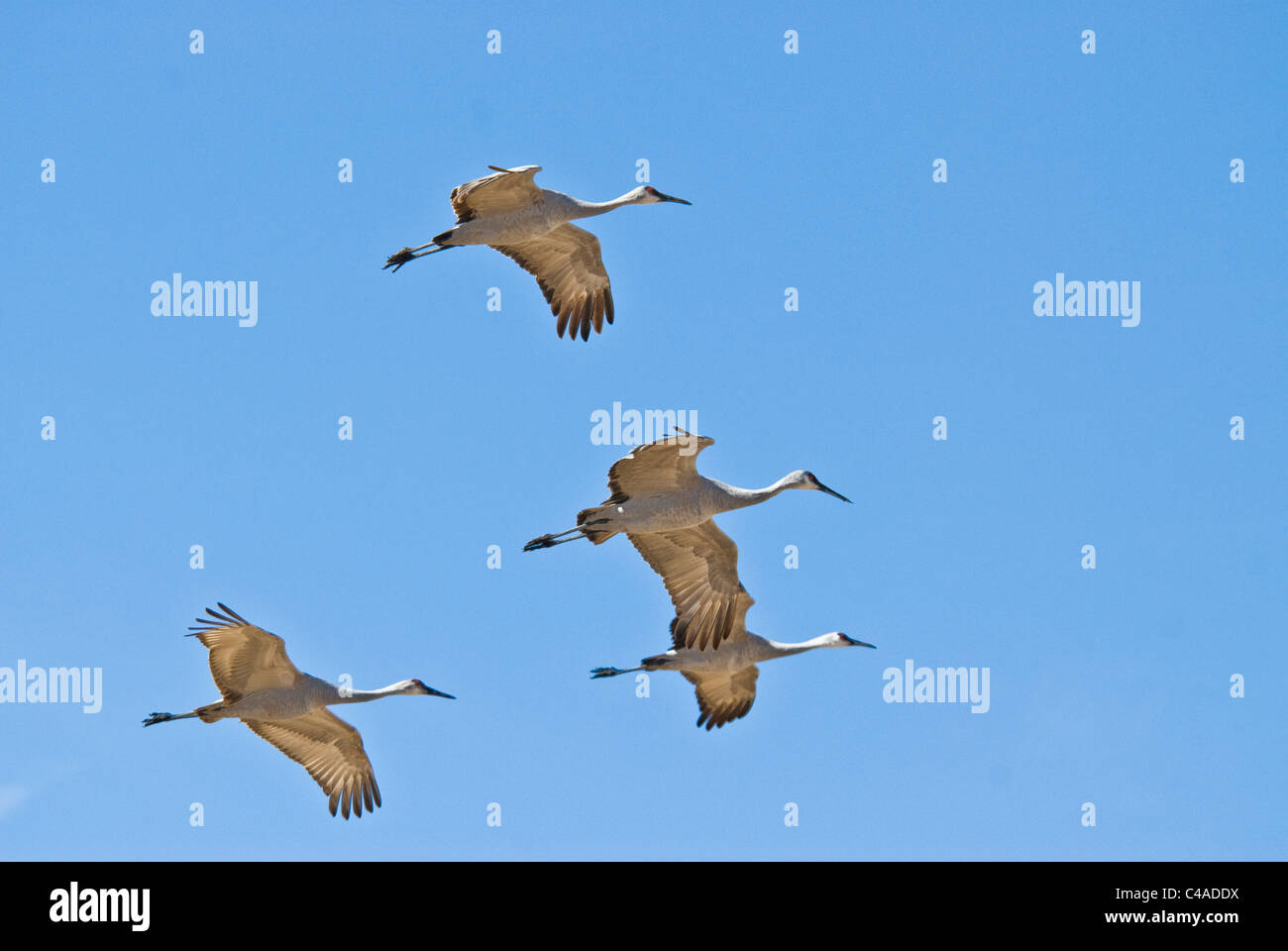 Plus de grues du Canada (Grus canadensis tabida) en vol à Bosque del Apache National Wildlife Refuge Nouveau Mexique Banque D'Images