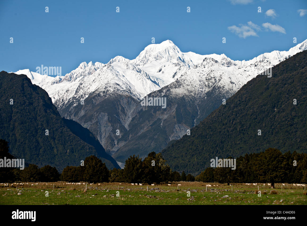 Mt Tasman, vu de Fox Glacier, Nouvelle-Zélande, île du Sud Banque D'Images