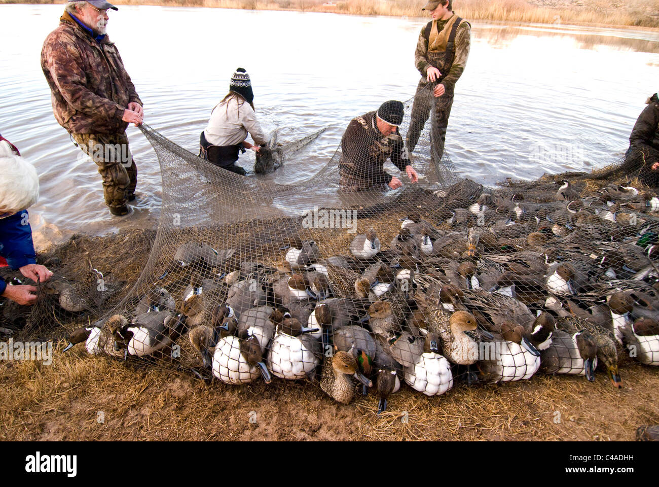 Les canards pilets capturé pour le baguage sous un canon net à Bosque del Apache National Wildlife Refuge Nouveau Mexique Banque D'Images