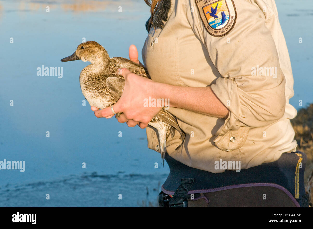 U.S. Fish and Wildlife Service, la libération d'une nouvelle biologiste femelle baguée le pilet Bosque del Apache à Nat. Wildlife Refuge NM Banque D'Images