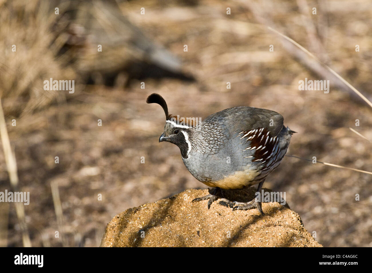 Homme de Gambel (Callipepla gambelii) caille Banque D'Images