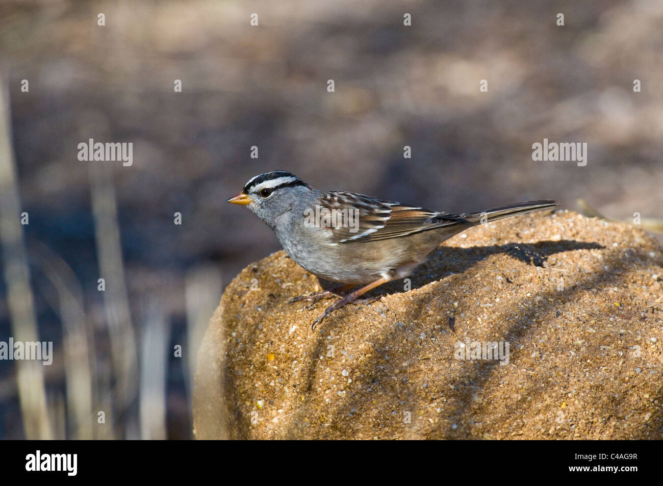 Homme bruant à couronne blanche (Zonotrichia leucophrys) Banque D'Images