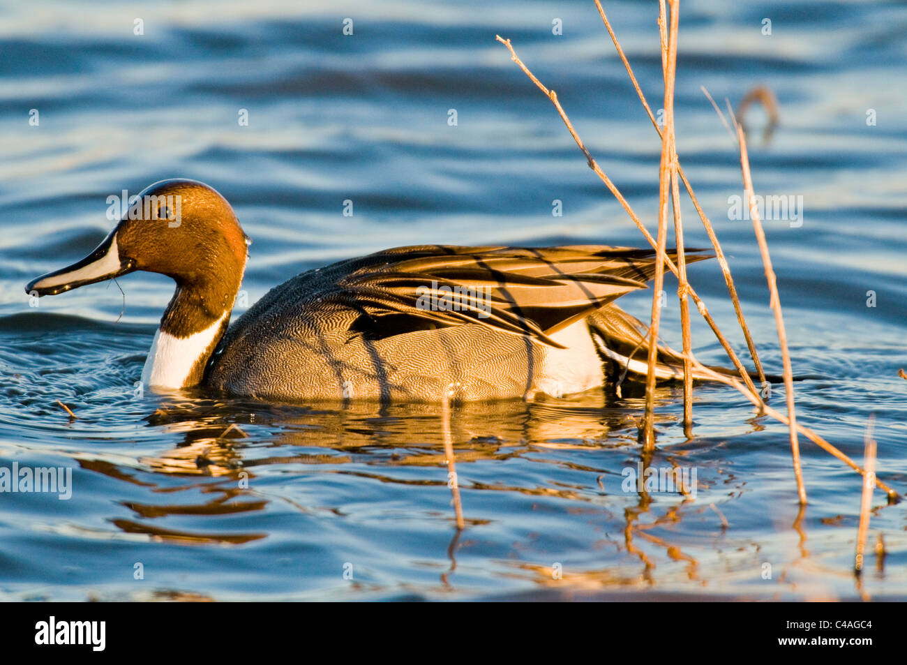 Drake le canard pilet (Anas acuta) à Bosque del Apache National Wildlife Refuge Nouveau Mexique Banque D'Images