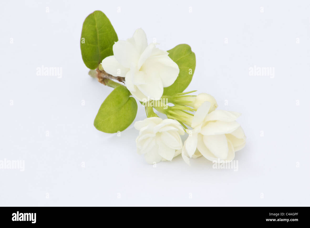 Fleur de jasmin arabe gros plan sur fond blanc Banque D'Images