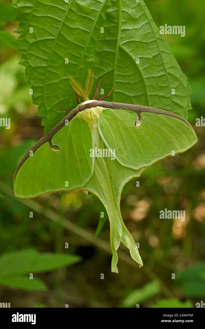 Luna Moth (Actias luna) - Les adultes - New York - USA - Famille Saturnidae - un des plus beaux papillons Banque D'Images