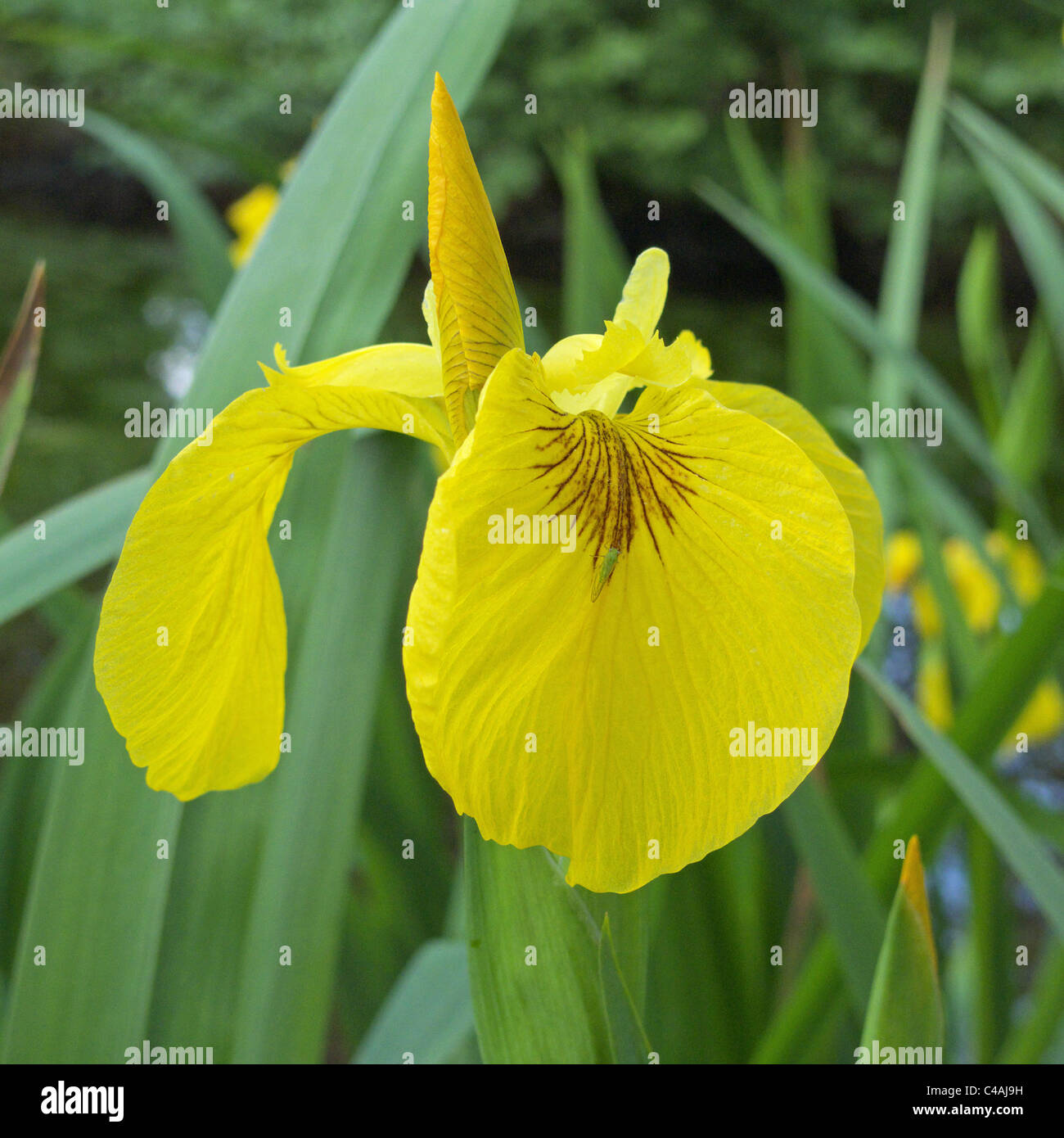 Près d'un drapeau jaune Iris pseudacorus Iris ( ) la floraison au printemps, UK Banque D'Images