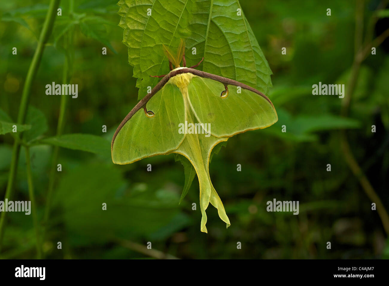 Luna Moth (Actias luna) - Les adultes - New York - USA - Famille Saturnidae - un des plus beaux papillons Banque D'Images