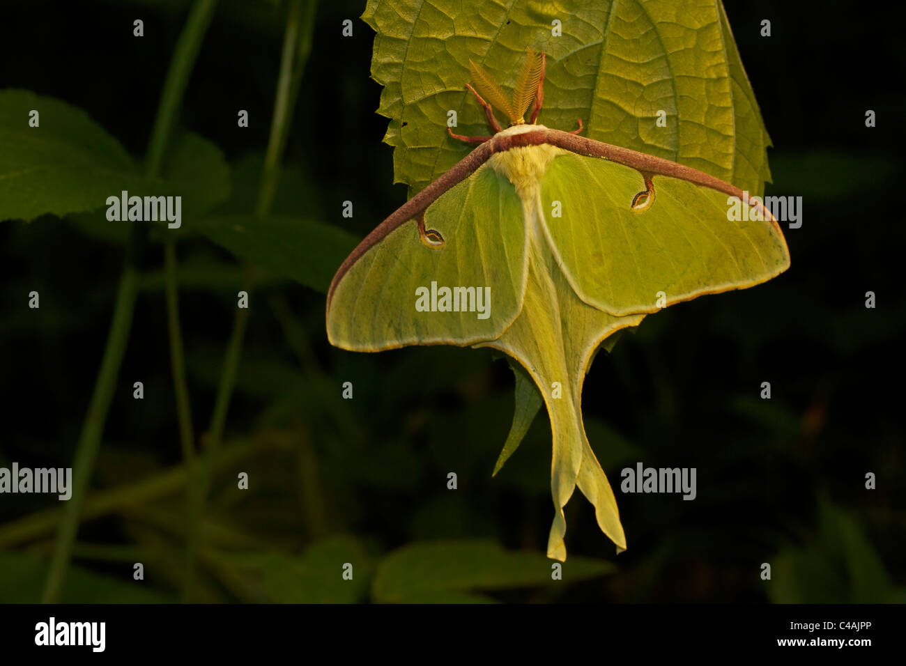 Luna Moth (Actias luna) - Les adultes - New York - USA - Famille Saturnidae - un des plus beaux papillons Banque D'Images