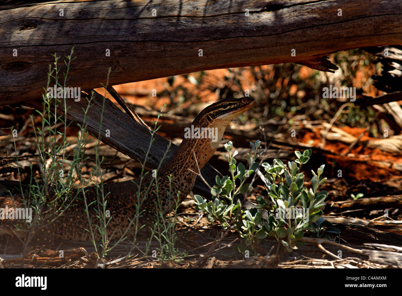 Spotted jaune moniteur ( panoptus Varanus rubidus ), au nord-ouest de Pilbara en Australie Banque D'Images