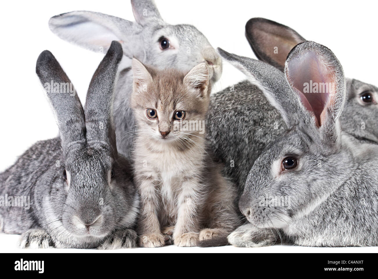 Image de chaton moelleux avec groupe de lapins gris près de par Banque D'Images