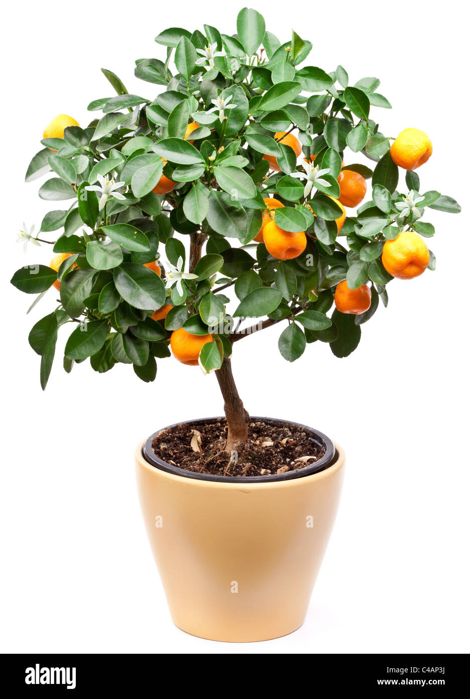 Petites mandarines arbre sur fond blanc. Banque D'Images